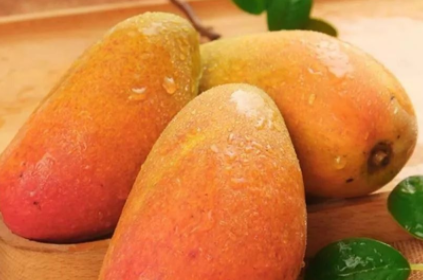 贵妃芒青色的会不会熟