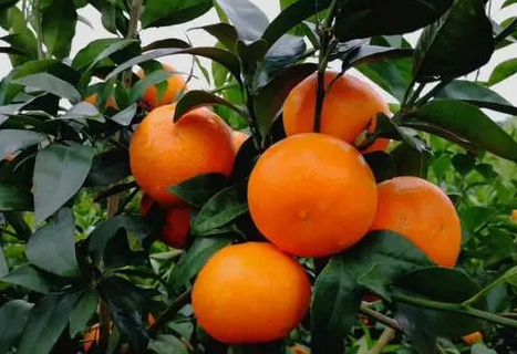 种植沃柑为何要摘心