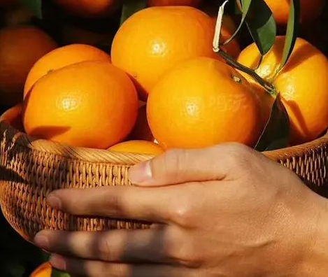 种植沃柑为何要摘心