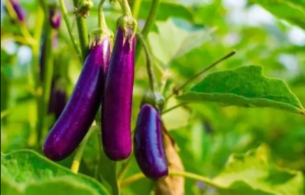 茄子苗期为什么要蹲苗