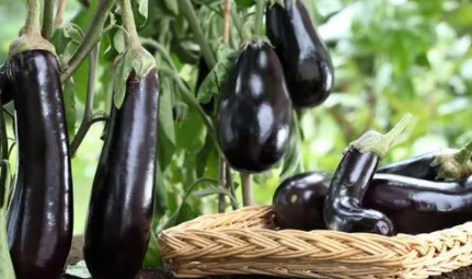 茄子苗期为什么要蹲苗