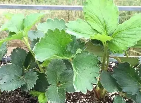 草莓从下苗到开花需要多久