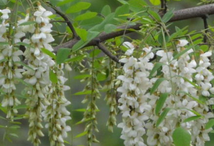 槐花焯水好还是不焯水好