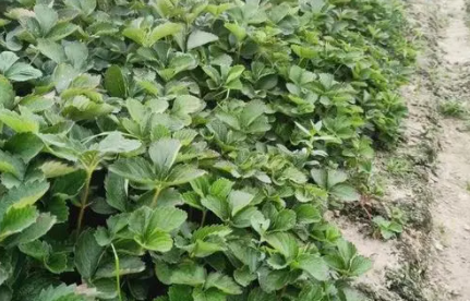 甜宝草莓苗如何管理