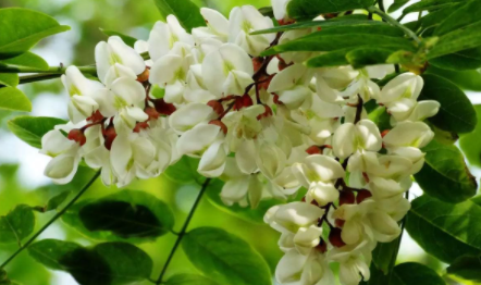 槐花吃哪个部位