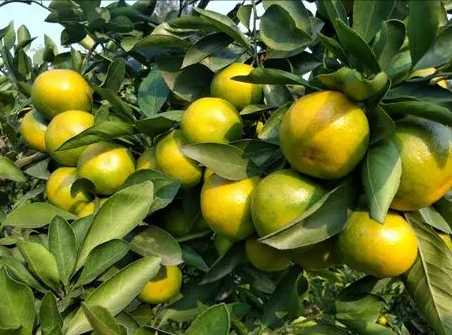 蜜橘不同时期该如何修剪