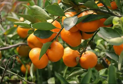 蜜橘不同时期该如何修剪