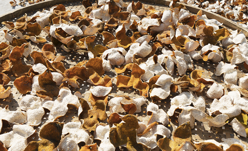 陈皮加什么去湿气最好