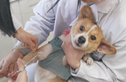 狗狗洗完澡打疫苗没事吧