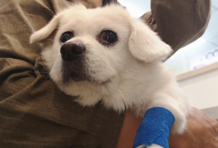 狗狗洗完澡打疫苗没事吧