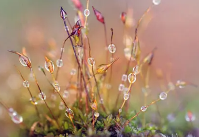 寒露的时候北方树木落叶了吗