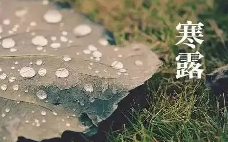 寒露的时候北方树木落叶了吗