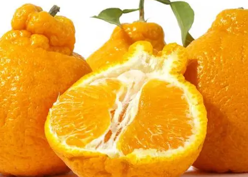 丑橘皮松的好还是紧凑的好