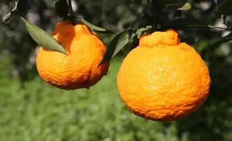 丑橘买回来后需要去包装纸袋吗