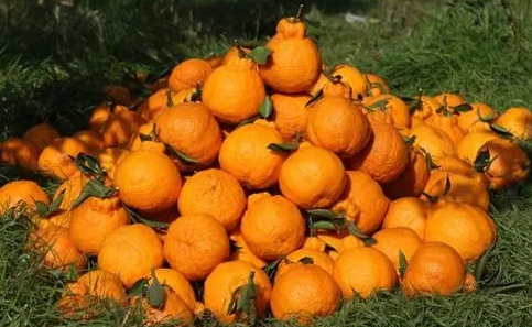 丑橘买回来后需要去包装纸袋吗