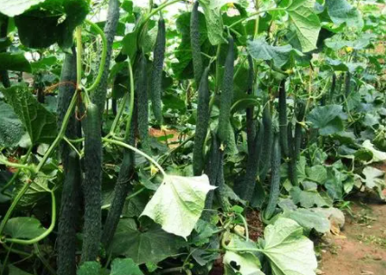 黄瓜为什么有苦味