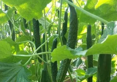 黄瓜为什么有苦味