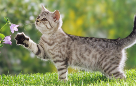 怎样才能去除猫咪尿味