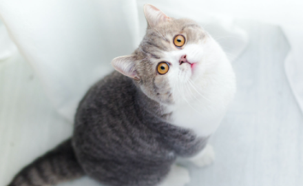 怎样才能去除猫咪尿味