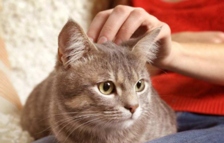 怎样才能去除猫咪尿味