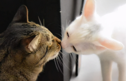 猫咪吃巴沙鱼好不好