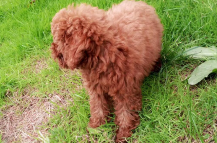 泰迪尾巴一般留多长