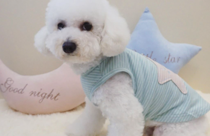 泰迪尾巴一般留多长