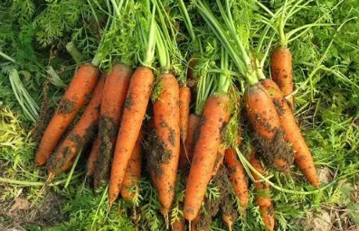 胡萝卜异常生长是什么原因