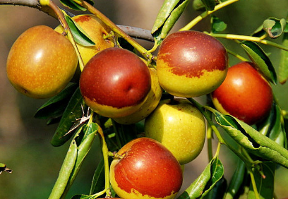 冬枣是不是不能一次性吃太多