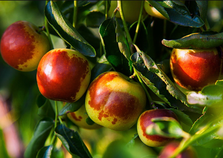 冬枣是不是不能一次性吃太多