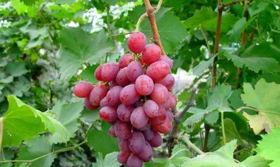 提子可以泡水里一夜吗