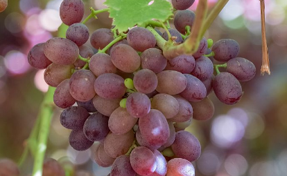 提子可以泡水里一夜吗