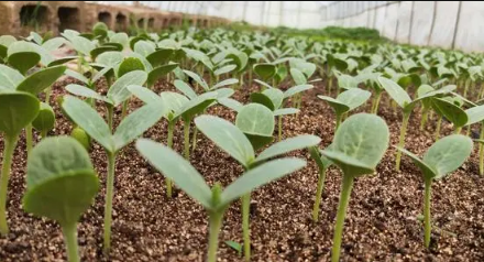 西瓜苗期用什么肥料好