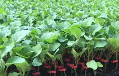 西瓜苗期用什么肥料好