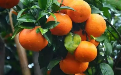 沃柑苗用什么嫁接好