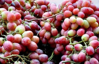 刚买的提子有酒味是坏了吗