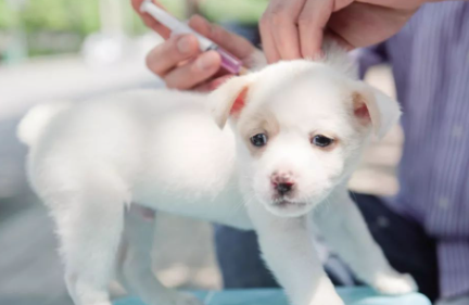 狗打四联疫苗多少针