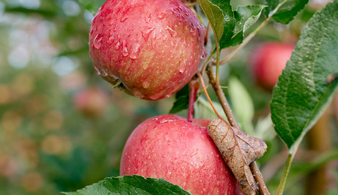 嘎啦苹果几月份上市