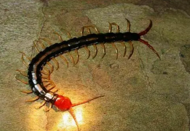家里的蜈蚣是哪里爬出来的
