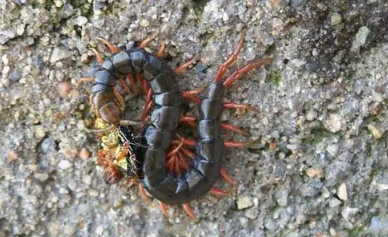 家里的蜈蚣是哪里爬出来的