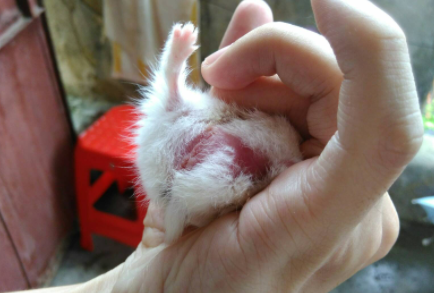 仓鼠换毛有什么特征