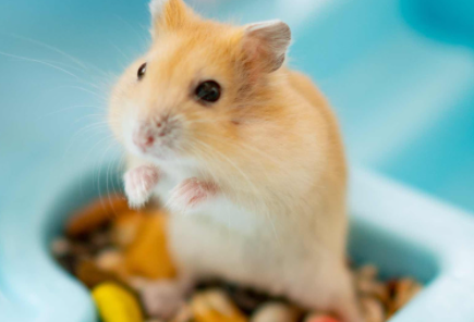 仓鼠换毛有什么特征