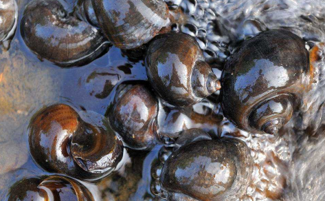 福寿螺到底有多可怕碰了