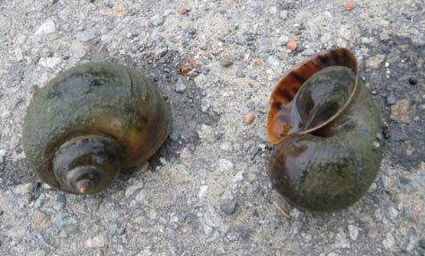 福寿螺到底有多可怕碰了