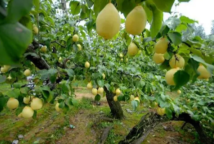 什么砧木可以嫁接梨树