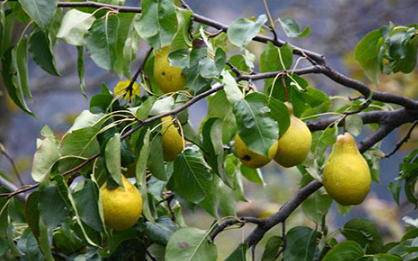 什么砧木可以嫁接梨树