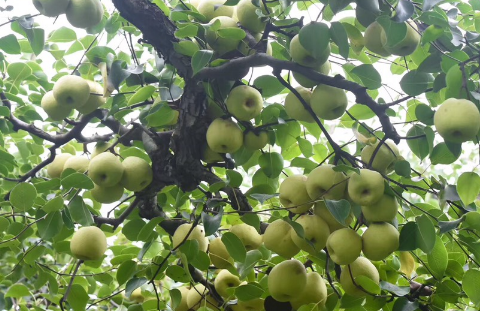 什么砧木可以嫁接梨树