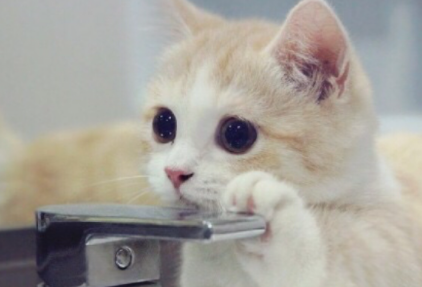 猫咪不肯吃化毛片怎么办