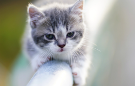 猫咪不肯吃化毛片怎么办