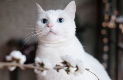 猫咪不肯吃化毛片怎么办